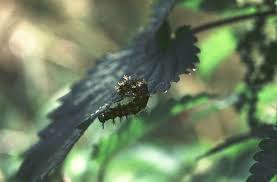 Attēlu rezultāti vaicājumam “Araschnia levana upperside”