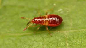 Attēlu rezultāti vaicājumam “Anthocoris nemorum”