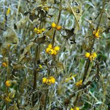 Attēlu rezultāti vaicājumam “Trifolium montanum fruit”