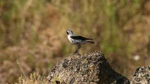 Attēlu rezultāti vaicājumam “Oenanthe oenanthe male”