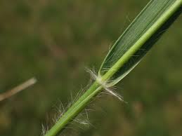 Attēlu rezultāti vaicājumam “Danthonia decumbens bud”