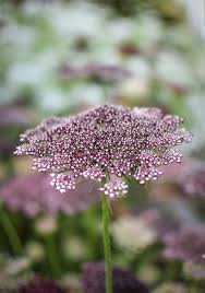 Image result for Daucus carota