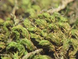 Attēlu rezultāti vaicājumam “Zygodon rupestris”