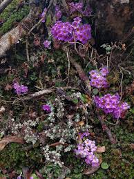 Attēlu rezultāti vaicājumam “Primula farinosa flower”