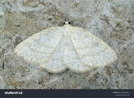 Attēlu rezultāti vaicājumam “Cabera exanthemata male”