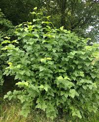 Attēlu rezultāti vaicājumam “Viburnum opulus”
