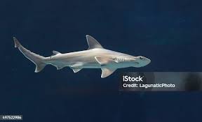 Image result for Sphyrna media