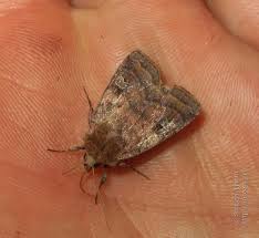 Attēlu rezultāti vaicājumam “Diarsia florida”