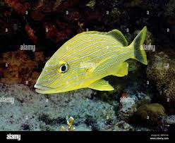 Image result for Haemulon sciurus