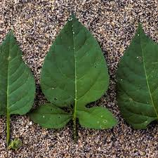 Attēlu rezultāti vaicājumam “Solanum dulcamara leaf”