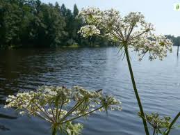 Attēlu rezultāti vaicājumam “Peucedanum palustre fruit”