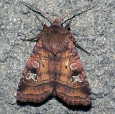 Attēlu rezultāti vaicājumam “Diarsia florida”