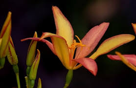 Image result for Pardancanda norrisii