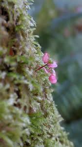 Attēlu rezultāti vaicājumam “Gymnostomum aeruginosum”