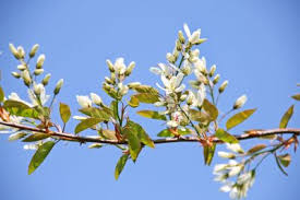 Attēlu rezultāti vaicājumam “Populus x berolinensis”