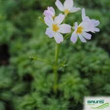 Attēlu rezultāti vaicājumam “Hottonia palustris”