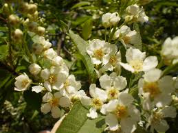 Attēlu rezultāti vaicājumam “Padus avium leaf”