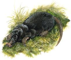 Attēlu rezultāti vaicājumam “Insectivora”