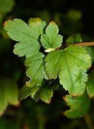 Attēlu rezultāti vaicājumam “Ribes alpinum”