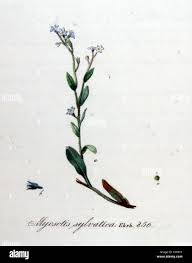 Attēlu rezultāti vaicājumam “Myosotis sylvatica leaf”
