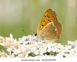 Attēlu rezultāti vaicājumam “Lycaena virgaureae”
