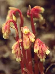 Attēlu rezultāti vaicājumam “Monotropa hypopitys bud”