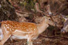 Attēlu rezultāti vaicājumam “Dama dama”