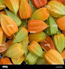 Image result for Lampionblume