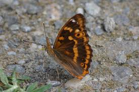 Attēlu rezultāti vaicājumam “Apatura ilia”