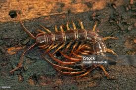 Attēlu rezultāti vaicājumam “Lithobius forficatus”