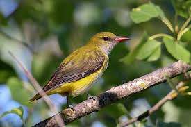 Attēlu rezultāti vaicājumam “Oriolus oriolus female”