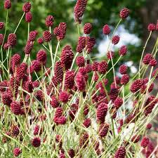Image result for Sanguisorba officinalis