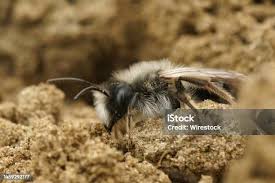 Attēlu rezultāti vaicājumam “Andrena vaga”