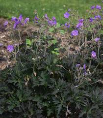 Attēlu rezultāti vaicājumam “Geranium pratense”