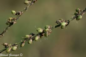 Attēlu rezultāti vaicājumam “Melilotus albus fruit”