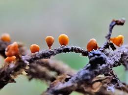 Attēlu rezultāti vaicājumam “Craterium minutum stalked”