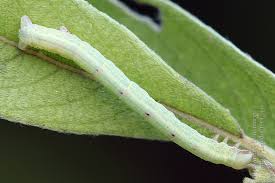 Attēlu rezultāti vaicājumam “Cabera exanthemata”