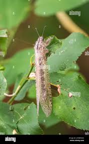 Attēlu rezultāti vaicājumam “Myrmeleontidae imago”