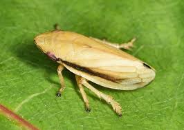 Attēlu rezultāti vaicājumam “Neophilaenus lineatus”