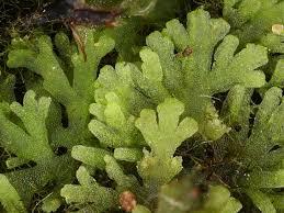 Attēlu rezultāti vaicājumam “Riccardia multifida”