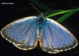 Attēlu rezultāti vaicājumam “Maculinea alcon”