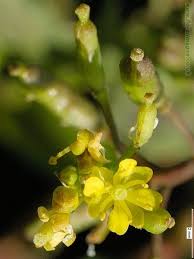 Attēlu rezultāti vaicājumam “Rorippa palustris flower”