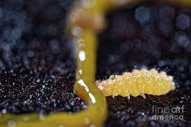 Attēlu rezultāti vaicājumam “Physarum bivalve spores”