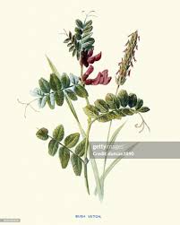 Attēlu rezultāti vaicājumam “Vicia sepium”