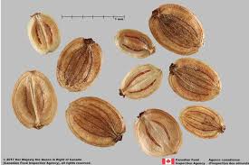 Attēlu rezultāti vaicājumam “Pastinaca sativa”