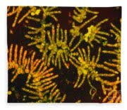 Attēlu rezultāti vaicājumam “Trentepohlia sp.”