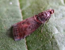 Attēlu rezultāti vaicājumam “Acrobasis advenella”