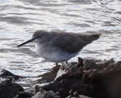 Image result for Tringa brevipes