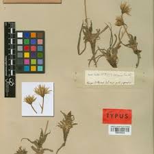 Attēlu rezultāti vaicājumam “Tragopogon heterospermus leaf”