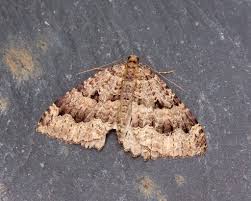 Attēlu rezultāti vaicājumam “Triphosa dubitata”